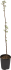 Яблоня Пепин шафранный ø22 h80 см