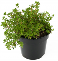 Лапчатка кустарник Goldfinger 30-50 см