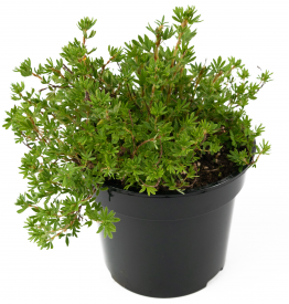 Лапчатка кустарник Goldfinger 30-50 см