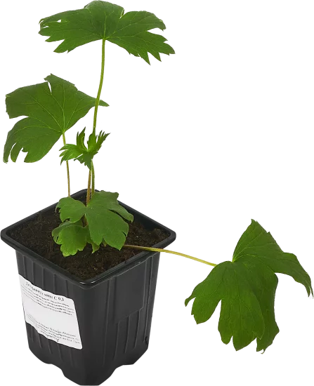 Дельфиниум культурный h15 см
