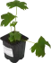 Дельфиниум культурный h15 см
