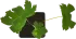 Дельфиниум культурный h15 см