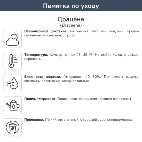Драцена гавайи саншайн 3рр ø21 h85 см