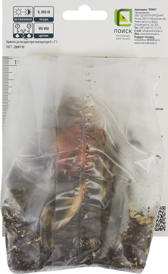 Лилия восточная Старгейзер