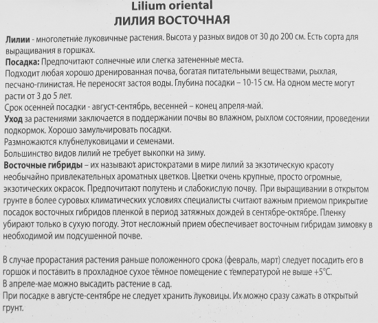 Лилия восточная Старгейзер