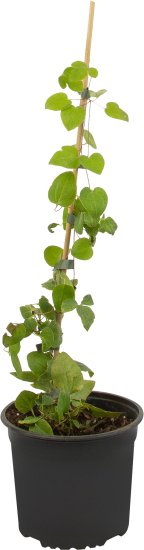 Клематис крупноцветковый Дженси Крим ø17 h50 см