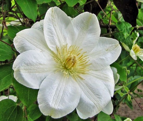 Клематис крупноцветковый Дженси Крим ø17 h50 см