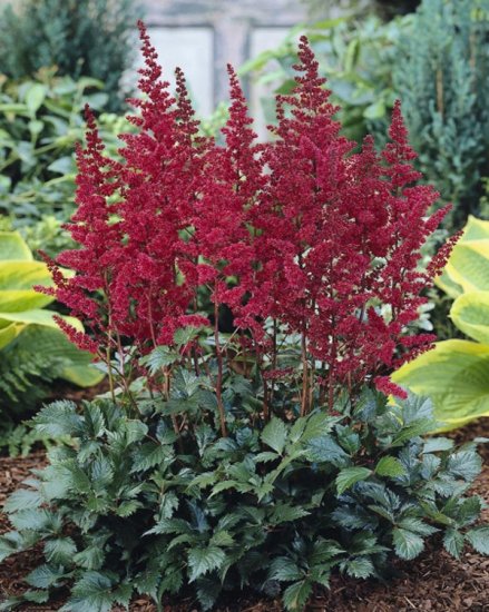 Астильба Арендса Бургунди Ред ø11.5 h30 см