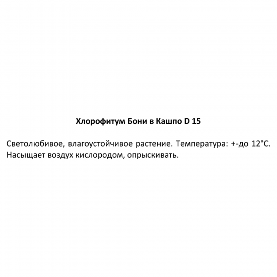 Хлорофитум Бонни ø15 h25 см