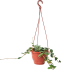 Пеперомия Хоуп ø15 h25 см