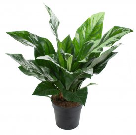 Антуриум Джангл Баш ø21 h50 см