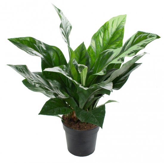 Антуриум Джангл Баш ø21 h50 см