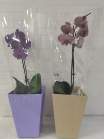 Орхидея Фаленопсис ø12 h40 см