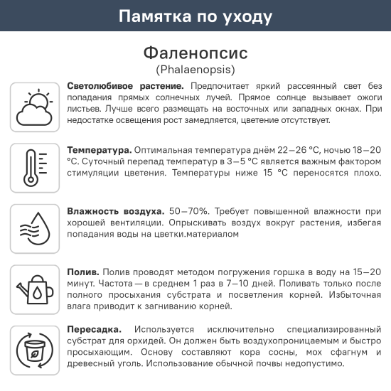 Орхидея Фаленопсис ø12 h40 см