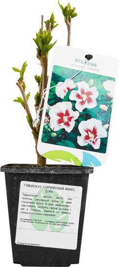 Гибискус сирийский микс ø9 h15
