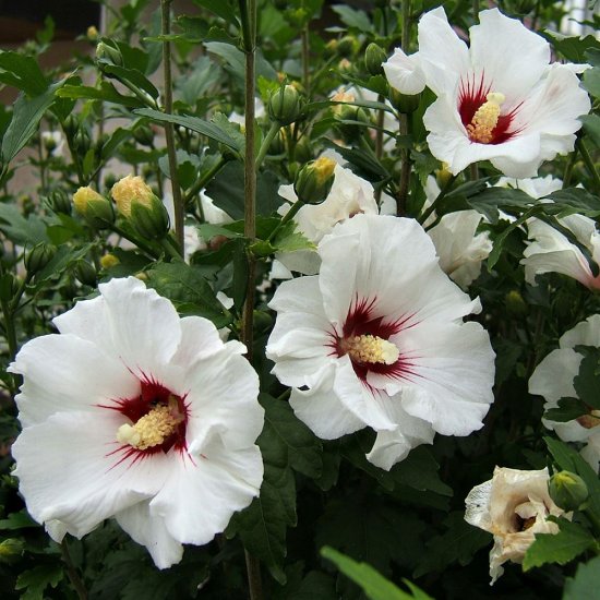 Гибискус сирийский микс ø9 h15