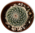 Кактус ø5.5 h10 см