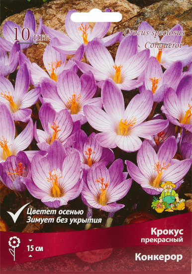 Крокус прекрасный Конкерор луковица 5/7, 10 шт.