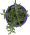 Лаванда ø9 h15 см