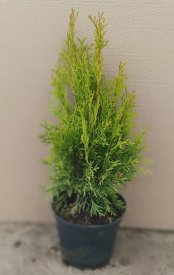 Туя западная Смарагд ø19 см h40-60 см