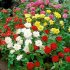 Роза флорибунда микс ø15 h30 см