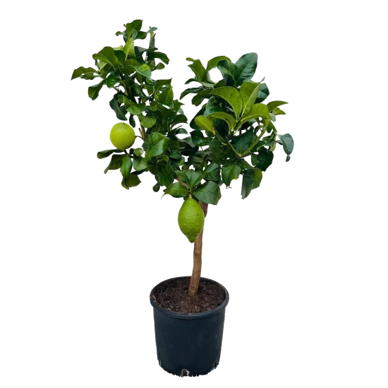 Цитрус Лимонэ Лемон ø21 h80 см