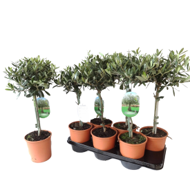 Олива европейская ø15 h55 см