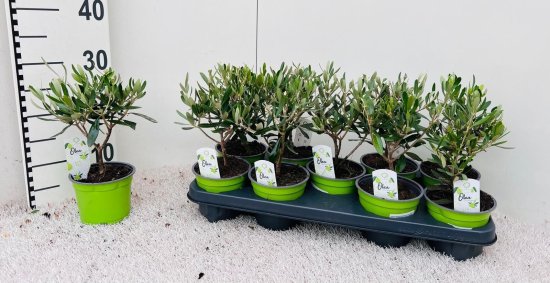 Олива европейская ø25 h25 см