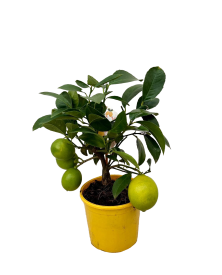 Цитрус Мейера Лемон ø12 h25 см