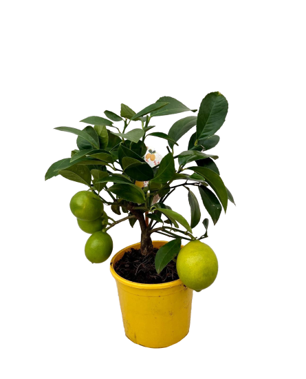 Цитрус Мейера Лемон ø12 h25 см