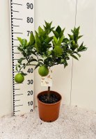 Цитрус Синенсис Аранция ø21 h75 см