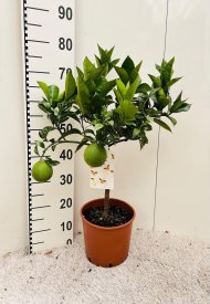 Цитрус Синенсис Аранция ø21 h75 см
