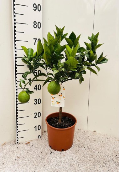 Цитрус Синенсис Аранция ø21 h75 см