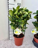 Цитрус Лиметта Пурша Лайм ø15 h45 см