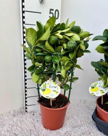 Цитрус Лиметта Пурша Лайм ø15 h45 см