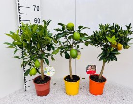 Цитрус Цитрина микс ø15 h55 см