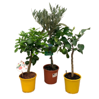 Алгарва микс ø15 h50 см