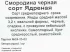 Смородина чёрная С2 «Ядрёная» h40
