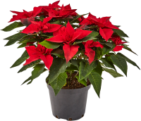 Пуансеттия ø22 h45 см