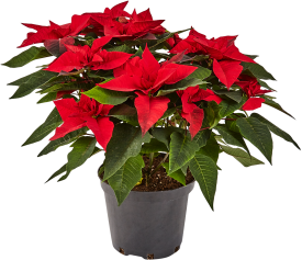 Пуансеттия ø22 h45 см