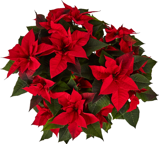 Пуансеттия ø22 h45 см