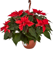 Пуансеттия ø21 h25 см