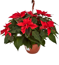 Пуансеттия ø21 h25 см