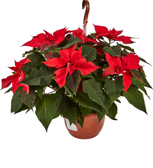 Пуансеттия ø21 h25 см