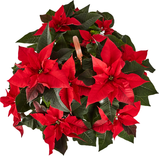 Пуансеттия ø21 h25 см