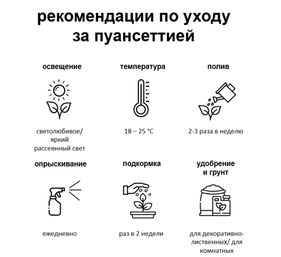 Пуансеттия ø21 h25 см