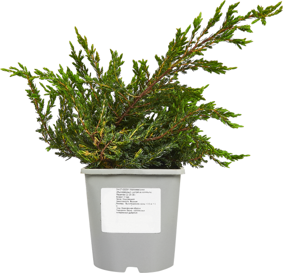 Можжевельник обыкновенный Репанда ø15 h40 см