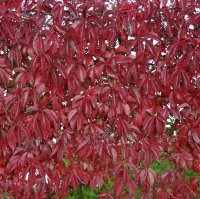 Виноград пятилисточковый 15x30 см