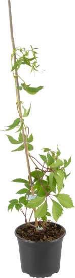 Виноград пятилисточковый 15x30 см