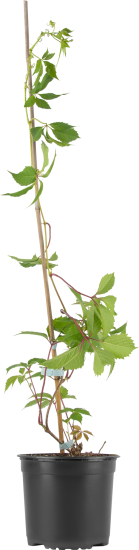 Виноград пятилисточковый 15x30 см